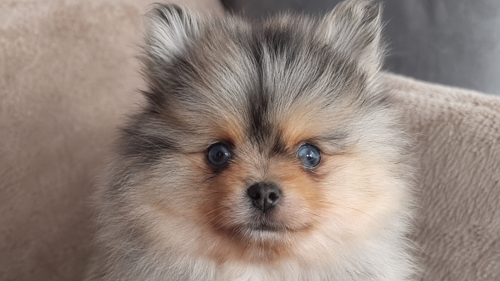 Mimi
